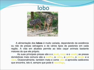 A alimentação dos  lobos  é muito variada, dependendo da existência ou não de presas selvagens e de vários tipos de pastoreio em cada região. A vida em alcateia permite ao lobo caçar animais bastante maiores do que ele próprio. As suas principais presas são o o  javali ,  corço  e o  veado ; as presas domésticas mais comuns são a  ovelha , a  cabra , a  galinha , o  cavalo  e a  vaca . Ocasionalmente, também mata e come  cães  e aproveita cadáveres que encontra, isto é, sempre que pode é  necrófago .  
