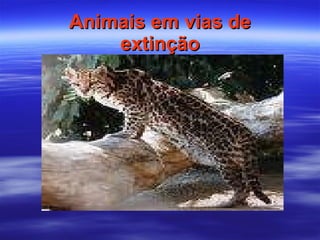 Animais em vias de extinção 