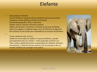 Elefante

•   Nome popular: Elefante
    Nome Científico: Loxodonta africana (Elefante africano da savana);
    Loxodonta cyclotis (Elefante africano da floresta).
    Distribuição geográfica: África subsariana
    Habitat natural: Savanas e florestas tropicais.
    Hábitos alimentares: é herbívoro. Alimenta-se de cerca de 300 kg
    diários de vegetais. O elefante ingere cerca de 200 litros de água por
    dia e desloca-se de acordo com a abundância ou escassez de alimento.
•
    Tempo médio de vida: 70 anos.
    Estado de conservação da espécie: A caça de elefantes, causada
    principalmente pelo seu marfim – muito apreciado na China e na
    Índia, reduziu significativamente as populações de elefantes africanos.
    Actualmente, o elefante africano está em vias de extinção e têm-se
    tomado medidas para proteger esta espécie.




                                              ANDREIA E SILVANA
 