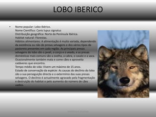 LOBO IBERICO
•   Nome popular: Lobo-Ibérico.
    Nome Científico: Canis lupus signatus
    Distribuição geográfica: Norte da Península Ibérica.
    Habitat natural: Florestas.
    Hábitos alimentares: A alimentação é muito variada, dependendo
    da existência ou não de presas selvagens e dos vários tipos de
    pastoreio presentes em cada região. As principais presas
    selvagens do lobo são o javali, o corço e o veado, e as presas
    domésticas mais comuns são a ovelha, a cabra, o cavalo e a vaca.
    Ocasionalmente também mata e come cães e aproveita
    cadáveres que encontra.
    Tempo médio de vida: Vivem um máximo de 15 anos.
    Estado de conservação da espécie: As causas do declínio do lobo
    são a sua perseguição directa e o extermínio das suas presas
    selvagens. O declínio é actualmente agravado pela fragmentação
    e destruição do habitat e pelo aumento do número de cães
    vadios.




                                             ANDREIA E SILVANA
 