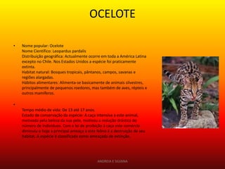 OCELOTE

•   Nome popular: Ocelote
    Nome Científico: Leopardus pardalis
    Distribuição geográfica: Actualmente ocorre em toda a América Latina
    excepto no Chile. Nos Estados Unidos a espécie foi praticamente
    extinta.
    Habitat natural: Bosques tropicais, pântanos, campos, savanas e
    regiões alargadas.
    Hábitos alimentares: Alimenta-se basicamente de animais silvestres,
    principalmente de pequenos roedores, mas também de aves, répteis e
    outros mamíferos.

•
    Tempo médio de vida: De 13 até 17 anos.
    Estado de conservação da espécie: A caça intensiva a este animal,
    motivada pela beleza da sua pele, motivou a redução drástica do
    número de indivíduos. Com a lei de proibição à caça este comércio
    diminuiu e hoje a principal ameaça a este felino é a destruição de seu
    habitat. A espécie é classificada como ameaçada de extinção.




                                              ANDREIA E SILVANA
 