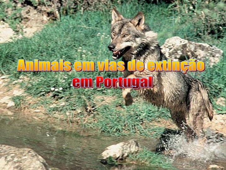 Animais Em Via De Extinção Em Portugal