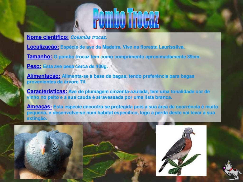 Animais Em Via De Extinção Em Portugal