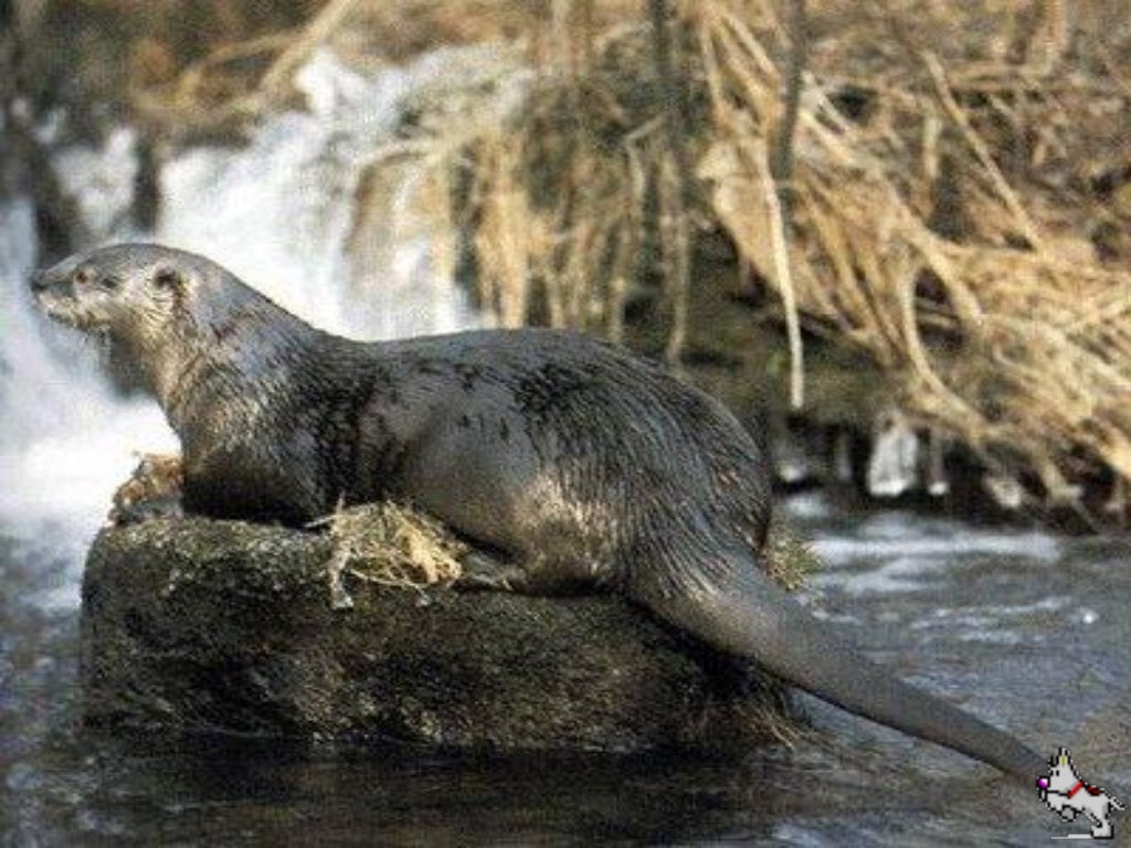 Animais Em Via De Extincao Em Portugal
