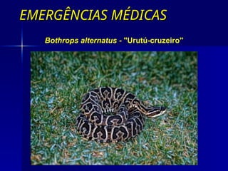 EMERGÊNCIAS MÉDICAS
EMERGÊNCIAS MÉDICAS
Bothrops alternatus - "Urutú-cruzeiro"
 