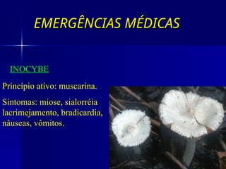 EMERGÊNCIAS MÉDICAS
EMERGÊNCIAS MÉDICAS
INOCYBE
Princípio ativo: muscarina.
Sintomas: miose, sialorréia
lacrimejamento, bradicardia,
nâuseas, vômitos.
 