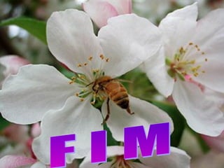 Animais e plantas peçonhentos com risco ao ser humano