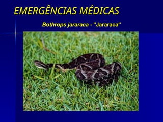 EMERGÊNCIAS MÉDICAS
EMERGÊNCIAS MÉDICAS
Bothrops jararaca - "Jararaca"
 
