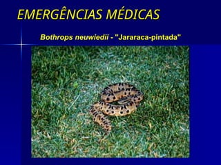 EMERGÊNCIAS MÉDICAS
EMERGÊNCIAS MÉDICAS
Bothrops neuwiedii - "Jararaca-pintada"
 