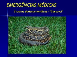 EMERGÊNCIAS MÉDICAS
EMERGÊNCIAS MÉDICAS
Crotalus durissus terrificus - "Cascavel"
 