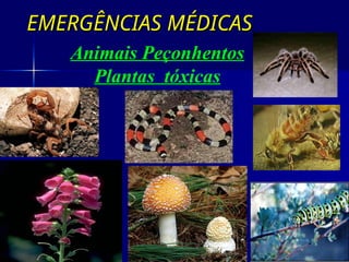 EMERGÊNCIAS MÉDICAS
EMERGÊNCIAS MÉDICAS
Animais Peçonhentos
Plantas tóxicas
 
