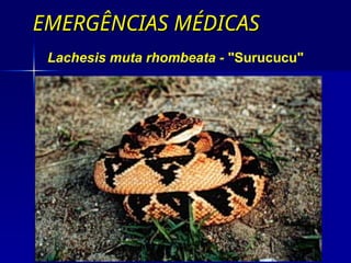 EMERGÊNCIAS MÉDICAS
EMERGÊNCIAS MÉDICAS
Lachesis muta rhombeata - "Surucucu"
 