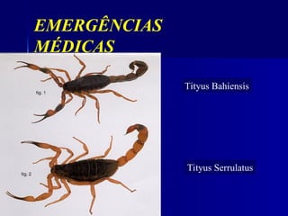 Tityus Bahiensis
Tityus Serrulatus
EMERGÊNCIAS
MÉDICAS
 