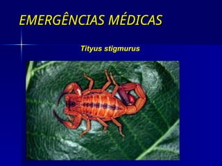 EMERGÊNCIAS MÉDICAS
EMERGÊNCIAS MÉDICAS
Tityus stigmurus
 