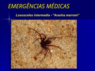 EMERGÊNCIAS MÉDICAS
EMERGÊNCIAS MÉDICAS
Loxosceles intermedia - "Aranha marrom"
 
