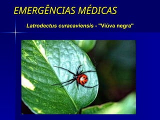 EMERGÊNCIAS MÉDICAS
EMERGÊNCIAS MÉDICAS
Latrodectus curacaviensis - "Viúva negra"
 