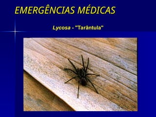 EMERGÊNCIAS MÉDICAS
EMERGÊNCIAS MÉDICAS
Lycosa - "Tarântula"
 