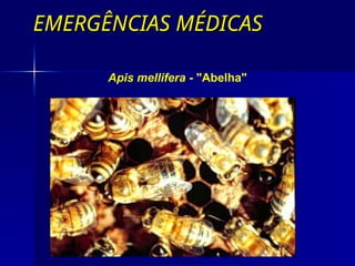 EMERGÊNCIAS MÉDICAS
EMERGÊNCIAS MÉDICAS
Apis mellifera - "Abelha"
 