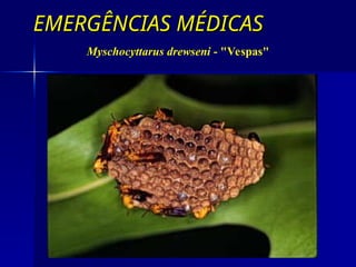 EMERGÊNCIAS MÉDICAS
EMERGÊNCIAS MÉDICAS
Myschocyttarus drewseni - "Vespas"
 