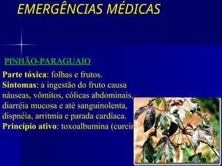 EMERGÊNCIAS MÉDICAS
EMERGÊNCIAS MÉDICAS
COM PROTEÍNAS TÓXICAS
PINHÃO-PARAGUAIO
Parte tóxica: folhas e frutos.
Sintomas: a ingestão do fruto causa
náuseas, vômitos, cólicas abdominais,
diarréia mucosa e até sanguinolenta,
dispnéia, arritmia e parada cardíaca.
Princípio ativo: toxoalbumina (curcina).
 