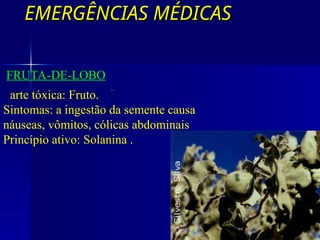 EMERGÊNCIAS MÉDICAS
EMERGÊNCIAS MÉDICAS
COM GLICOALCALÓIDES
FRUTA-DE-LOBO
Parte tóxica: Fruto.
Sintomas: a ingestão da semente causa
náuseas, vômitos, cólicas abdominais
Princípio ativo: Solanina .
 