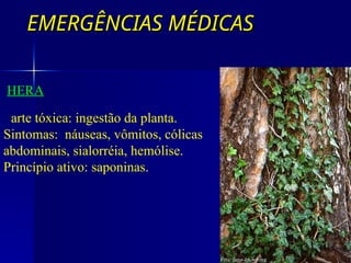 EMERGÊNCIAS MÉDICAS
EMERGÊNCIAS MÉDICAS
COM SAPONINAS
HERA
Parte tóxica: ingestão da planta.
Sintomas: náuseas, vômitos, cólicas
abdominais, sialorréia, hemólise.
Princípio ativo: saponinas.
 