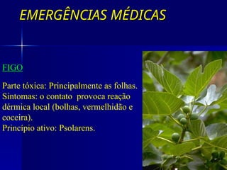 EMERGÊNCIAS MÉDICAS
EMERGÊNCIAS MÉDICAS
IRRITAÇÃO CUTÂNEA
FIGO
Parte tóxica: Principalmente as folhas.
Sintomas: o contato provoca reação
dérmica local (bolhas, vermelhidão e
coceira).
Princípio ativo: Psolarens.
 