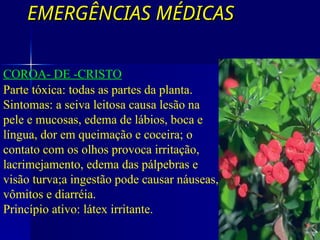 EMERGÊNCIAS MÉDICAS
EMERGÊNCIAS MÉDICAS
COM SEIVA IRRITANTE
COROA- DE -CRISTO
Parte tóxica: todas as partes da planta.
Sintomas: a seiva leitosa causa lesão na
pele e mucosas, edema de lábios, boca e
língua, dor em queimação e coceira; o
contato com os olhos provoca irritação,
lacrimejamento, edema das pálpebras e
visão turva;a ingestão pode causar náuseas,
vômitos e diarréia.
Princípio ativo: látex irritante.
 