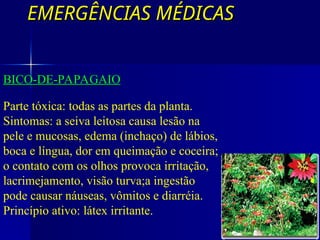 EMERGÊNCIAS MÉDICAS
EMERGÊNCIAS MÉDICAS
COM SEIVA IRRITANTE
Parte tóxica: todas as partes da planta.
Sintomas: a seiva leitosa causa lesão na
pele e mucosas, edema (inchaço) de lábios,
boca e língua, dor em queimação e coceira;
o contato com os olhos provoca irritação,
lacrimejamento, visão turva;a ingestão
pode causar náuseas, vômitos e diarréia.
Princípio ativo: látex irritante.
BICO-DE-PAPAGAIO
 