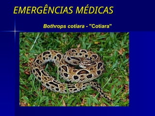 EMERGÊNCIAS MÉDICAS
EMERGÊNCIAS MÉDICAS
Bothrops cotiara - "Cotiara"
 