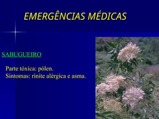 EMERGÊNCIAS MÉDICAS
EMERGÊNCIAS MÉDICAS
SABUGUEIRO
Parte tóxica: pólen.
Sintomas: rinite alérgica e asma.
 