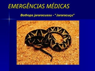 EMERGÊNCIAS MÉDICAS
EMERGÊNCIAS MÉDICAS
Bothops jararacussu - "Jararacuçu"
 