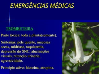 EMERGÊNCIAS MÉDICAS
EMERGÊNCIAS MÉDICAS
TROMBETEIRA
Parte tóxica: toda a planta(semente).
Sintomas: pele quente, mucosas
secas, midríase, taquicardia,
depressão do SNC, alucinações
visuais, retenção urinária,
agressividade.
Princípio ativo: hioscina, atropina.
 