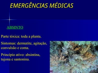 EMERGÊNCIAS MÉDICAS
EMERGÊNCIAS MÉDICAS
ABSINTO
Parte tóxica: toda a planta.
Sintomas: dermatite, agitação,
convulsão e coma.
Princípio ativo: absintina,
tujona e santonina.
 