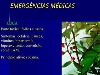 EMERGÊNCIAS MÉDICAS
EMERGÊNCIAS MÉDICAS
COCA
Parte tóxica: folhas e casca.
Sintomas: cefaléia, nâusea,
vômitos, hipertermia,
hiperexcitação, convulsão,
coma, IAM.
Princípio ativo: cocaína.
 