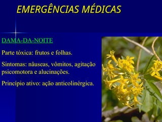 EMERGÊNCIAS MÉDICAS
EMERGÊNCIAS MÉDICAS
DAMA-DA-NOITE
Parte tóxica: frutos e folhas.
Sintomas: nâuseas, vômitos, agitação
psicomotora e alucinações.
Princípio ativo: ação anticolinérgica.
 