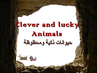 Clever and luckyClever and lucky
AnimalsAnimals
‫ومحظوظة‬ ‫ذكية‬ ‫حيوانات‬‫ومحظوظة‬ ‫ذكية‬ ‫حيوانات‬
 