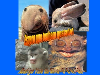 Espero que tenham gostado! Rodrigo Vale da Silva - 5º E N.º 26 