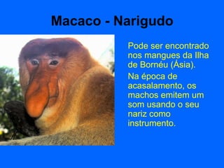 Macaco - Narigudo Pode ser encontrado nos mangues da Ilha de Bornéu (Ásia). Na época de acasalamento, os machos emitem um som usando o seu nariz como instrumento.  