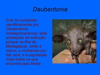 Daubentonia O Ai Ai conhecido cientificamente por  Daubentonia madagascariensis,  está ameaçado de extinção, porque na Ilha de Madagascar, onde é nativo, é conhecido por dar azar, e a população mata todos os que encontra pela frente.  