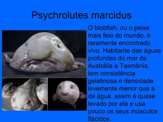 Psychrolutes marcidus O blobfish, ou o peixe mais feio do mundo, é raramente encontrado vivo. Habitante das águas profundas do mar da Austrália e Tasmânia, tem consistência gelatinosa e densidade levemente menor que a da água, assim é quase levado por ela e usa pouco os seus músculos flácidos. 