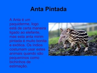 Anta Pintada A Anta é um paquiderme, logo está de certa maneira ligado ao elefante, mas esta anta mirim pintada é muito bonita e exótica. Os índios costumam usar estes animais quando são pequeninos como bichinhos de estimação. 