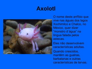 Axolotl O nome deste anfíbio que vive nas águas dos lagos Xochimilco e Chalco, no México, quer dizer “monstro d´água” na língua falada pelos astecas. Eles não desenvolvem características adultas. Quando crescidos, mantêm as guelras, barbatanas e outras características de larvas. 