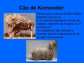 Cão de Komondor   Parece que a peruca do Bob Marley resolveu sair por aí. É um cão de dreadlocks (forma de cabelo), originário da Hungria, é um animal raro. Os dreadlocks são naturais e ocorrem devido à espessura do fio do pelo deste animal.  