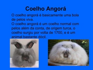 Coelho Angorá   O coelho angorá é basicamente uma bola de pelos viva.  O coelho angorá é um coelho normal com pelos além da conta, de origem turca, o coelho surgiu por volta de 1700, e é um animal bastante dócil. 