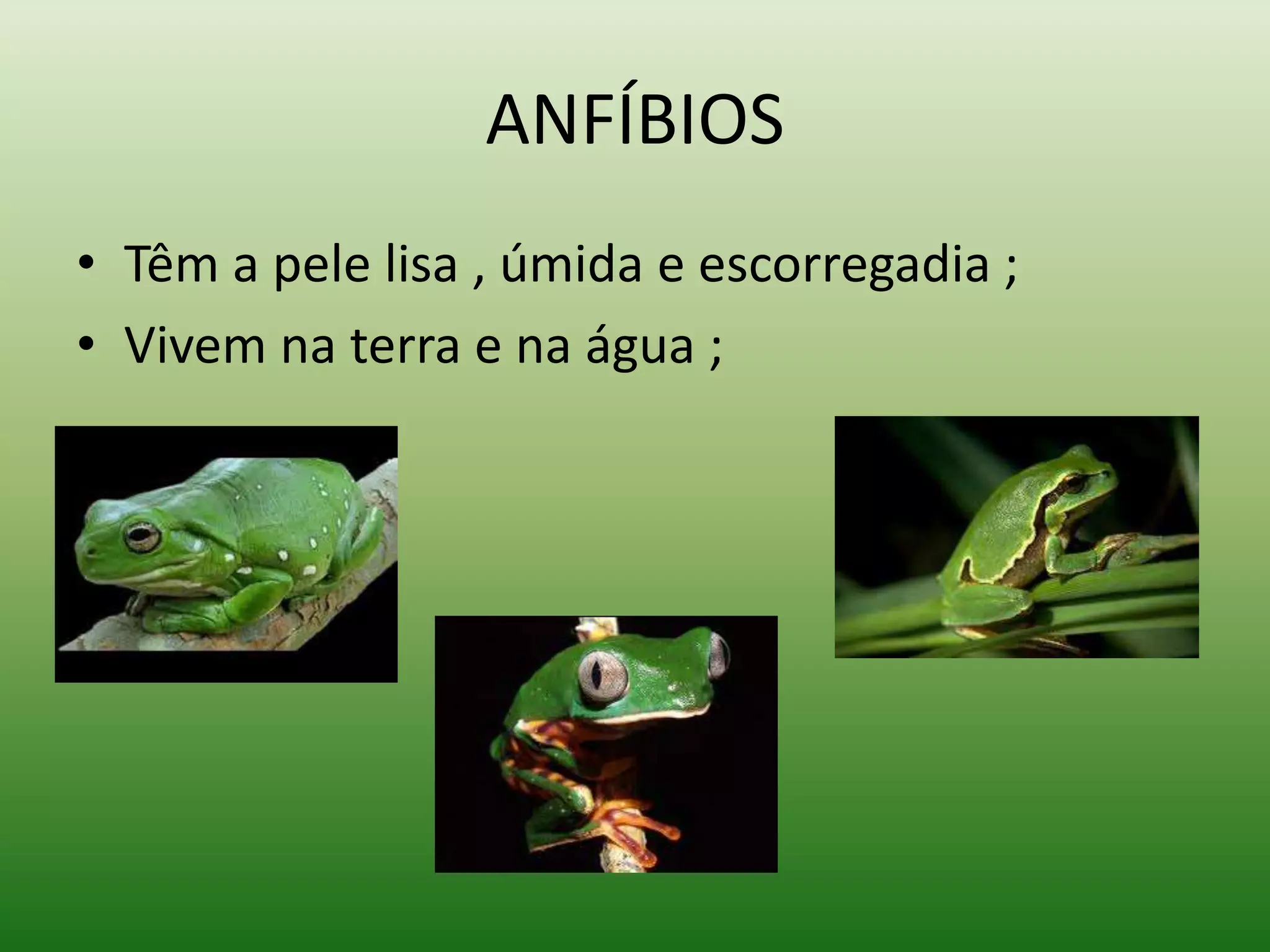 Animais e suas características | PPSX | Reptiles | Pets