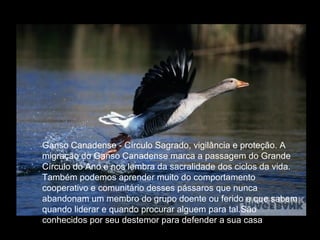 Ganso Canadense - Círculo Sagrado, vigilância e proteção. A
migração do Ganso Canadense marca a passagem do Grande
Círculo do Ano e nos lembra da sacralidade dos ciclos da vida.
Também podemos aprender muito do comportamento
cooperativo e comunitário desses pássaros que nunca
abandonam um membro do grupo doente ou ferido e que sabem
quando liderar e quando procurar alguem para tal.São
conhecidos por seu destemor para defender a sua casa

 