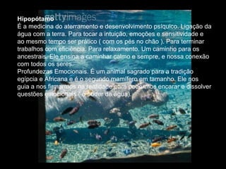 Hipopótamo
É a medicina do aterramento e desenvolvimento psíquico. Ligação da
água com a terra. Para tocar a intuição, emoções e sensitividade e
ao mesmo tempo ser prático ( com os pés no chão ). Para terminar
trabalhos com eficiência. Para relaxamento. Um caminho para os
ancestrais. Ele ensina a caminhar calmo e sempre, e nossa conexão
com todos os seres.
Profundezas Emocionais. É um animal sagrado para a tradição
egípcia e Africana e é o segundo mamífero em tamanho. Ele nos
guia a nos firmarmos na realidade para podermos encarar e dissolver
questões emocionais ( o poder da água).

 