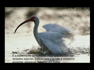 Íbis
É a medicina do alinhamento. Para conexão com as
deidades egípcias. Evocar para entender a sabedoria
ancestral, sabedoria, trabalhar em magia.

 