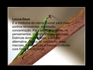 Louva-Deus
É a medicina da calma. Evocar para obter
sonhos reveladores, meditação,
concentração. Para acalmar a mente, os
pensamentos, o corpo, e outras pessoas.
Estimula dons proféticos, a terapia
alternativa, pratica de respiração, artes
marciais. Introspecção e silêncio profundo
cura física e emocional.

 
